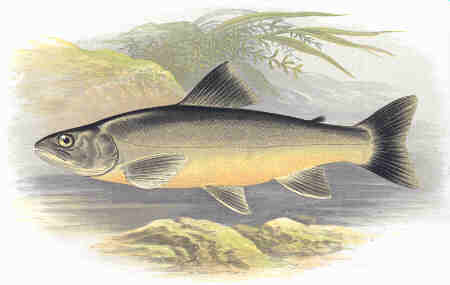 arctic charr.jpg